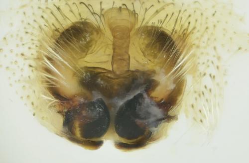 Réf. 266 269 : Larinioides sclopetarius